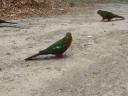 21. Australian King Parrot