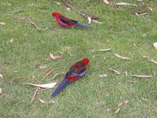20. Crimson Rosellas