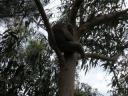 19. Luiwammes koala