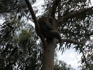 19. Luiwammes koala