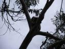 18. Mommy+baby koala.