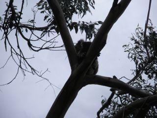18. Mommy+baby koala.