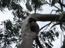 17. Koalas in the wild