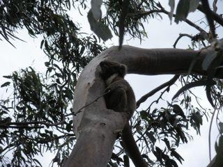 17. Koalas in the wild