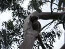 16. Koalas in the wild