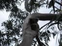 15. Koalas in the wild
