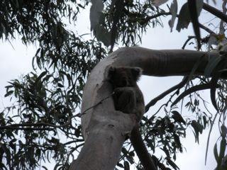 15. Koalas in the wild