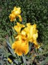 25. Botanical Gardens