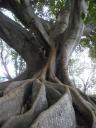 37 Impressive tree