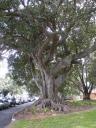 36 Impressive tree
