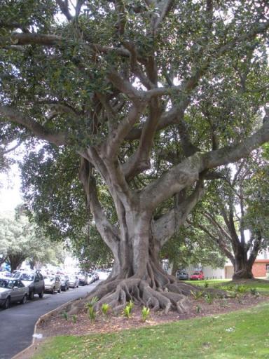 36 Impressive tree
