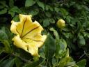 18 Big flower