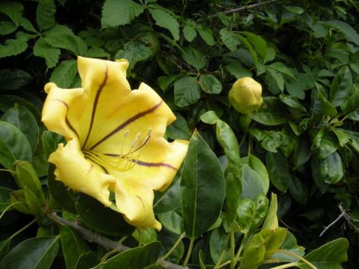 18 Big flower