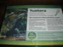 60 Tuatara, enige levende dinosaurus en heeft drie ogen