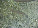 54 Rainbow trout