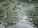 53 Rainbow trout