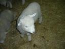 52 Agrodome sheep show