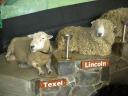 51 Agrodome sheep show