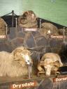 50 Agrodome sheep show