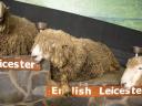 49 Agrodome sheep show