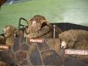 48 Agrodome sheep show