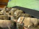 47 Agrodome sheep show