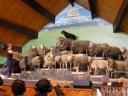 45 Agrodome sheep show