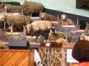 44 Agrodome sheep show