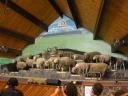 39 Agrodome sheep show
