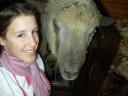 36 Moi + sheep