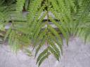 12 Famous fern
