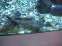 21 Ice fish