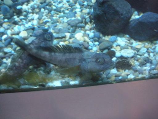 21 Ice fish