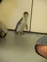 19 Geblesseerde pinguïn