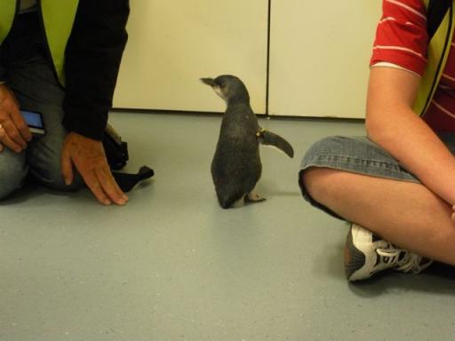18 Geblesseerde pinguïn