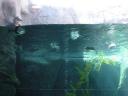 16 Penguins under water