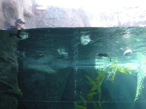 16 Penguins under water