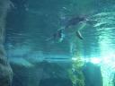 14 Penguins under water