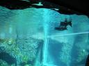 11 Penguins under water