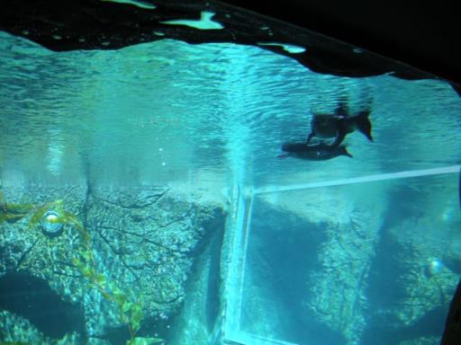 11 Penguins under water