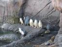 08 Penguins