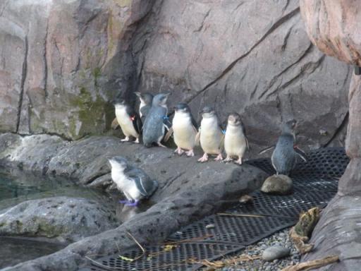 08 Penguins