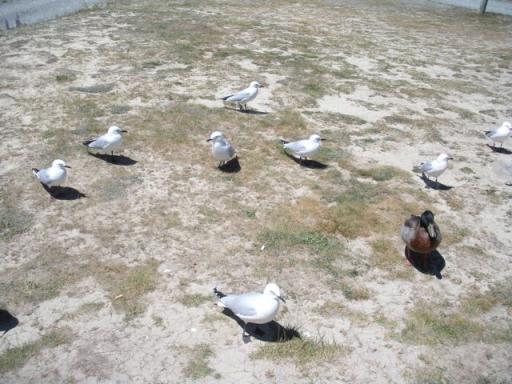 03 My little friends who I always bring something to eat