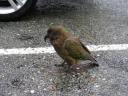 42 Kea, de slimste vogel!