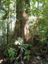 60 Daintree Forest tour