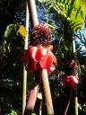 56 Floravilla