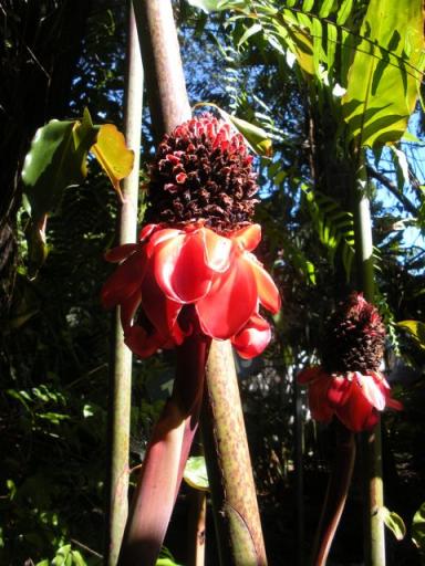 56 Floravilla