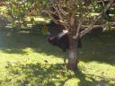 53 CASSOWARY