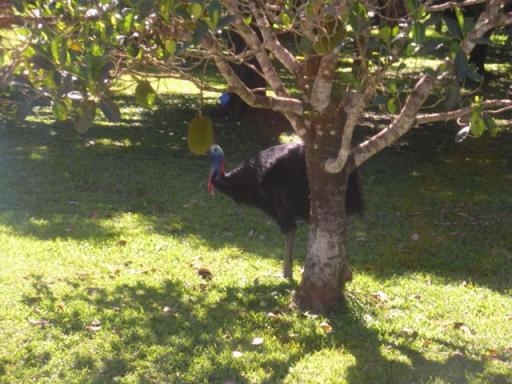 53 CASSOWARY