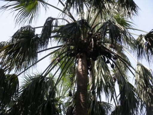 335 Bats at Wataranka